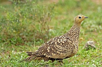 chestnut bellied sandgrouse female